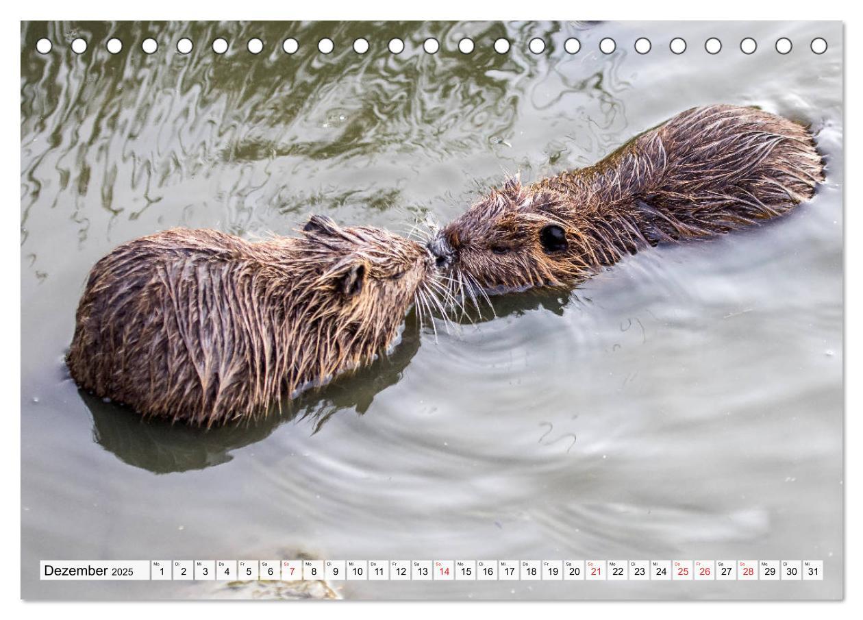 Bild: 9783435312436 | NUTRIA mit Nachwuchs (Tischkalender 2025 DIN A5 quer), CALVENDO...