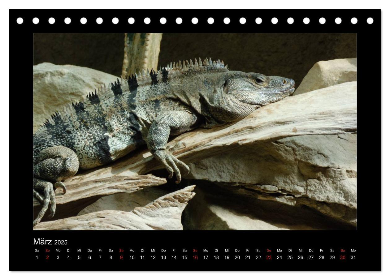 Bild: 9783435806256 | Faszinierende Reptilien (Tischkalender 2025 DIN A5 quer), CALVENDO...