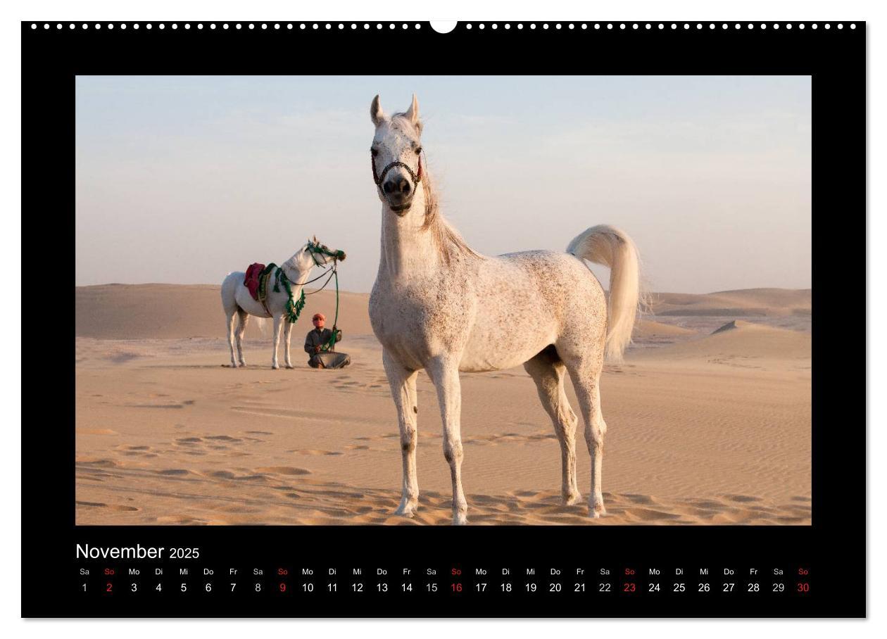 Bild: 9783435788941 | Vollblutaraber (Wandkalender 2025 DIN A2 quer), CALVENDO...