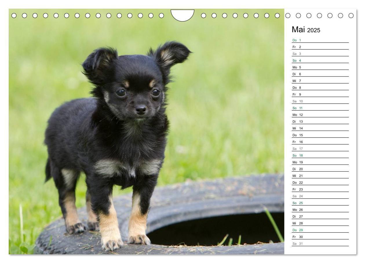 Bild: 9783435557295 | Chihuahuas - kleine Herzensbrecher (Wandkalender 2025 DIN A4 quer),...