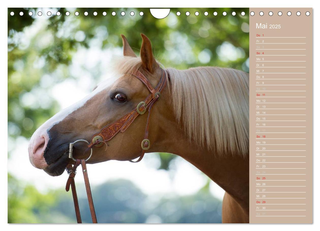 Bild: 9783435743308 | Haflinger / Geburtstagskalender (Wandkalender 2025 DIN A4 quer),...