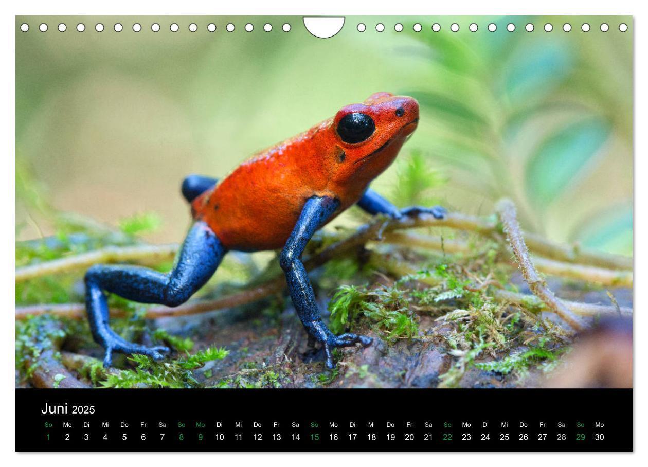 Bild: 9783435491520 | Costa Rica - Faszination Frösche (Wandkalender 2025 DIN A4 quer),...