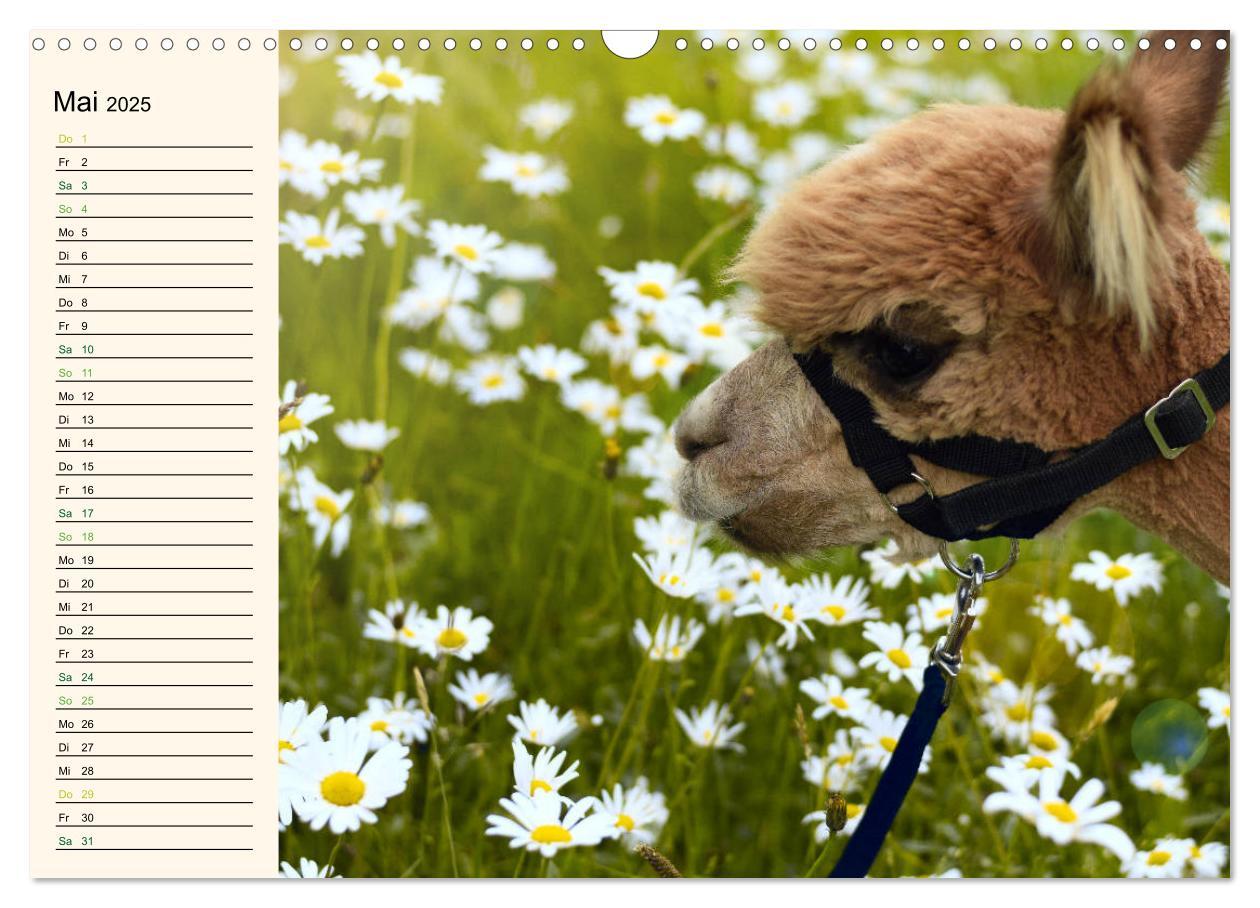 Bild: 9783435301256 | Alpakas im Blumenzauber (Wandkalender 2025 DIN A3 quer), CALVENDO...