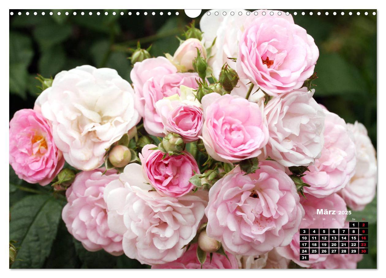 Bild: 9783435234851 | Magie der Rosen (Wandkalender 2025 DIN A3 quer), CALVENDO...