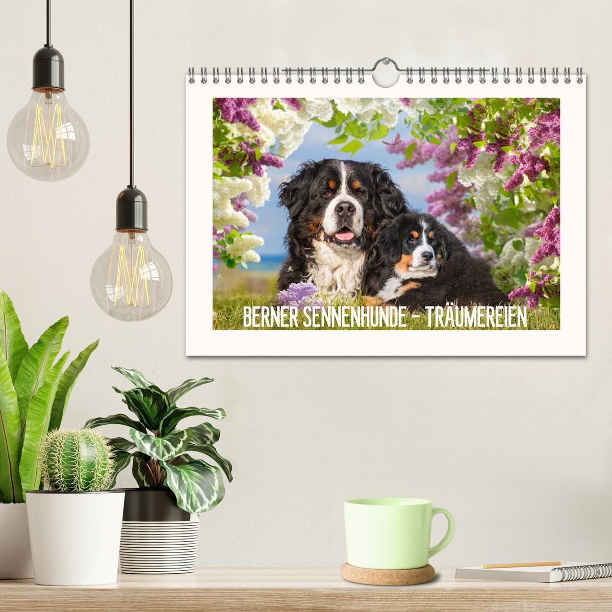 Bild: 9783435136001 | Berner Sennenhunde - Träumereien (Wandkalender 2025 DIN A4 quer),...