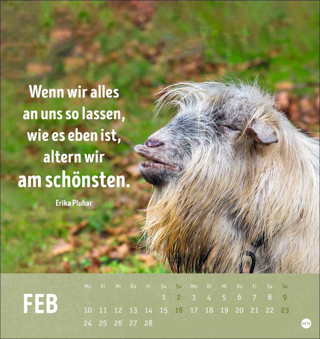 Bild: 9783756407187 | Alt! Aber gut drauf Postkartenkalender 2025 - Der tierische...