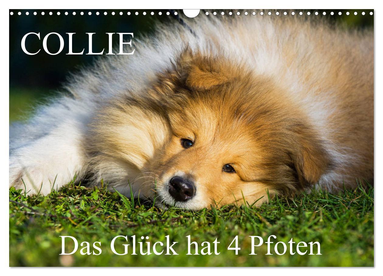 Cover: 9783435312146 | Collie - Das Glück hat 4 Pfoten (Wandkalender 2025 DIN A3 quer),...