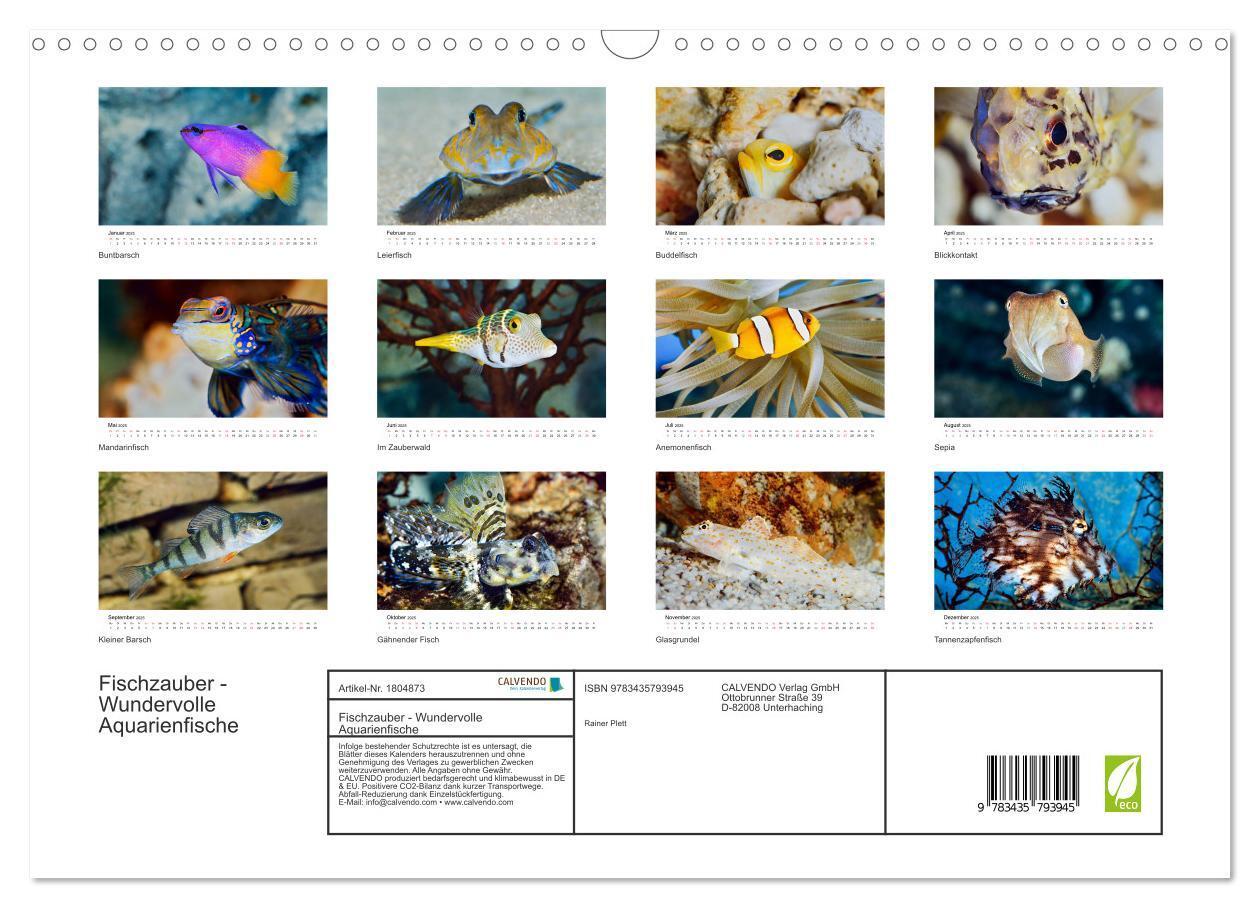 Bild: 9783435793945 | Fischzauber - Wundervolle Aquarienfische (Wandkalender 2025 DIN A3...