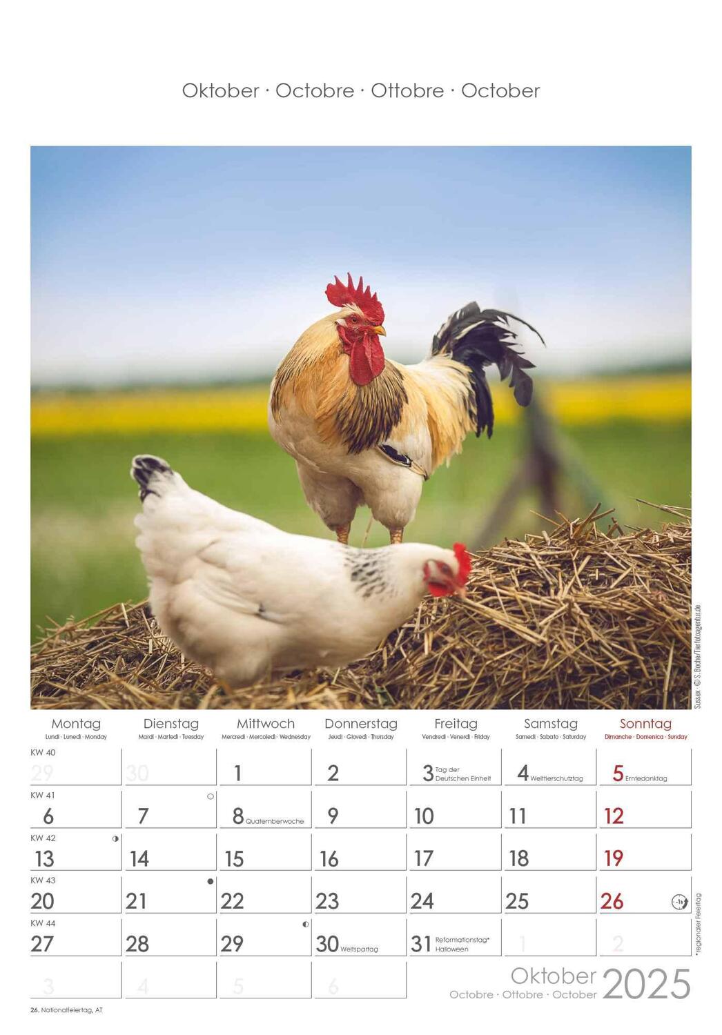 Bild: 4251732344351 | Hühner 2025 - Bildkalender 23,7x34 cm - Kalender mit Platz für...