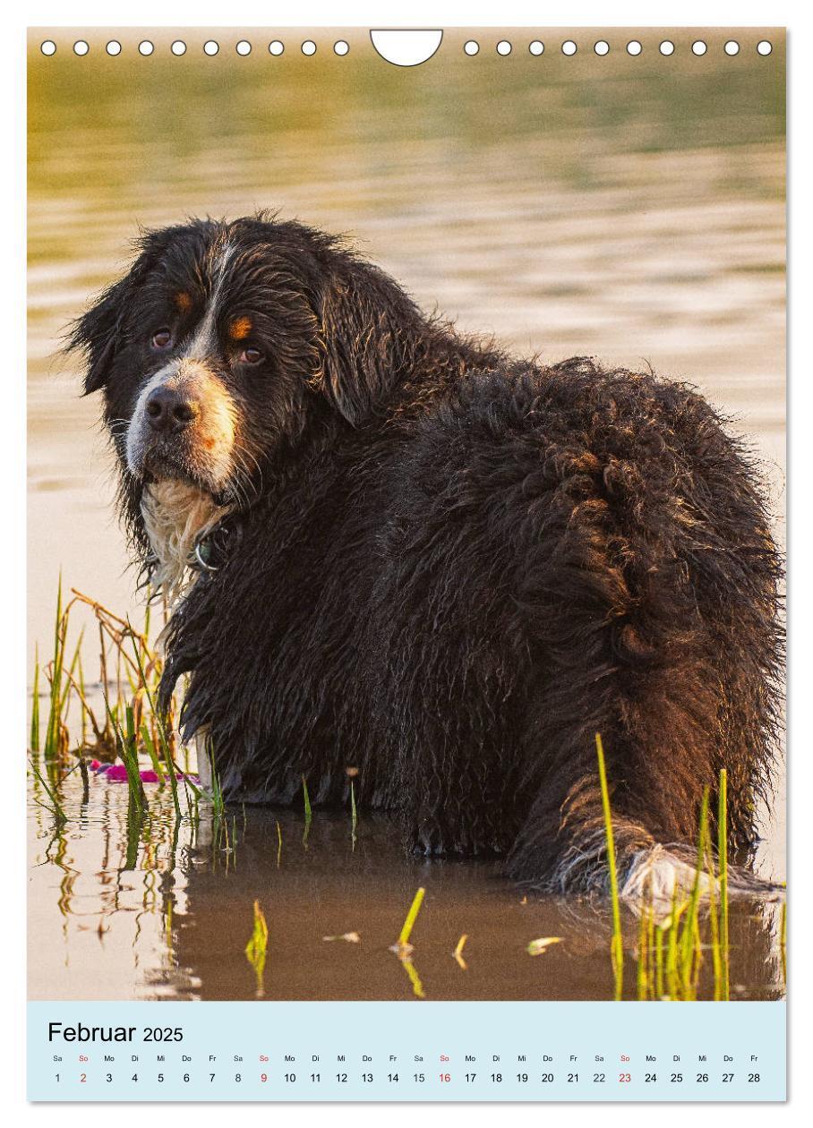 Bild: 9783435961054 | Berner Sennenhund - stark , schön und liebenswert (Wandkalender...