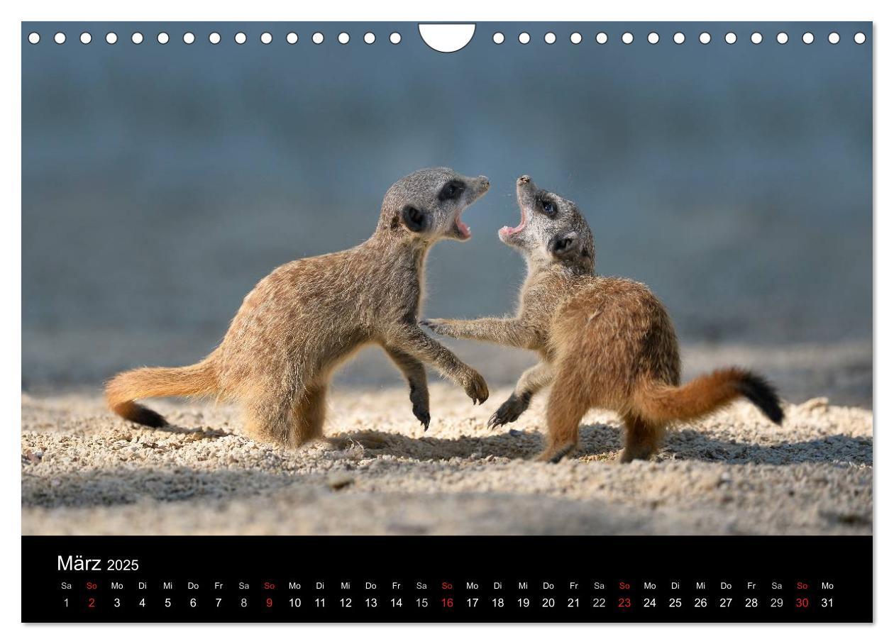 Bild: 9783435782451 | Lustige Erdmännchen (Wandkalender 2025 DIN A4 quer), CALVENDO...