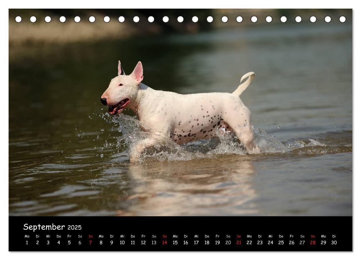 Bild: 9783435585946 | Bullterrier? Was sonst! (Tischkalender 2025 DIN A5 quer), CALVENDO...