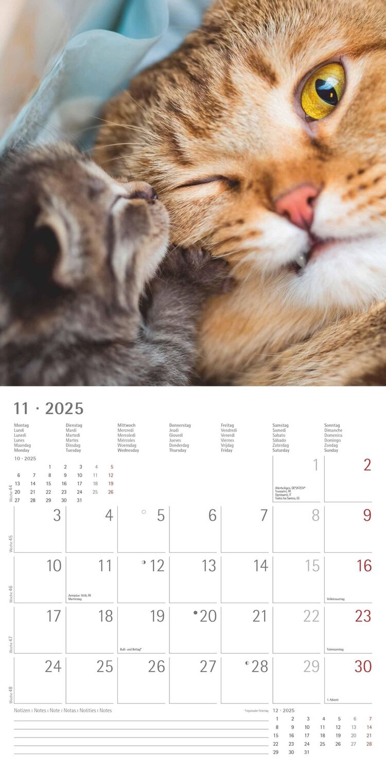 Bild: 4251732340827 | Funny Cats 2025 - Broschürenkalender 30x30 cm (30x60 geöffnet) -...