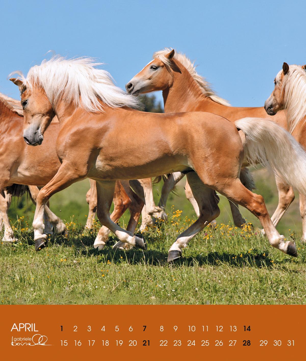 Bild: 9783964120762 | Haflinger 2025 | Haflinger Pferde | Gabriele Boiselle | Kalender