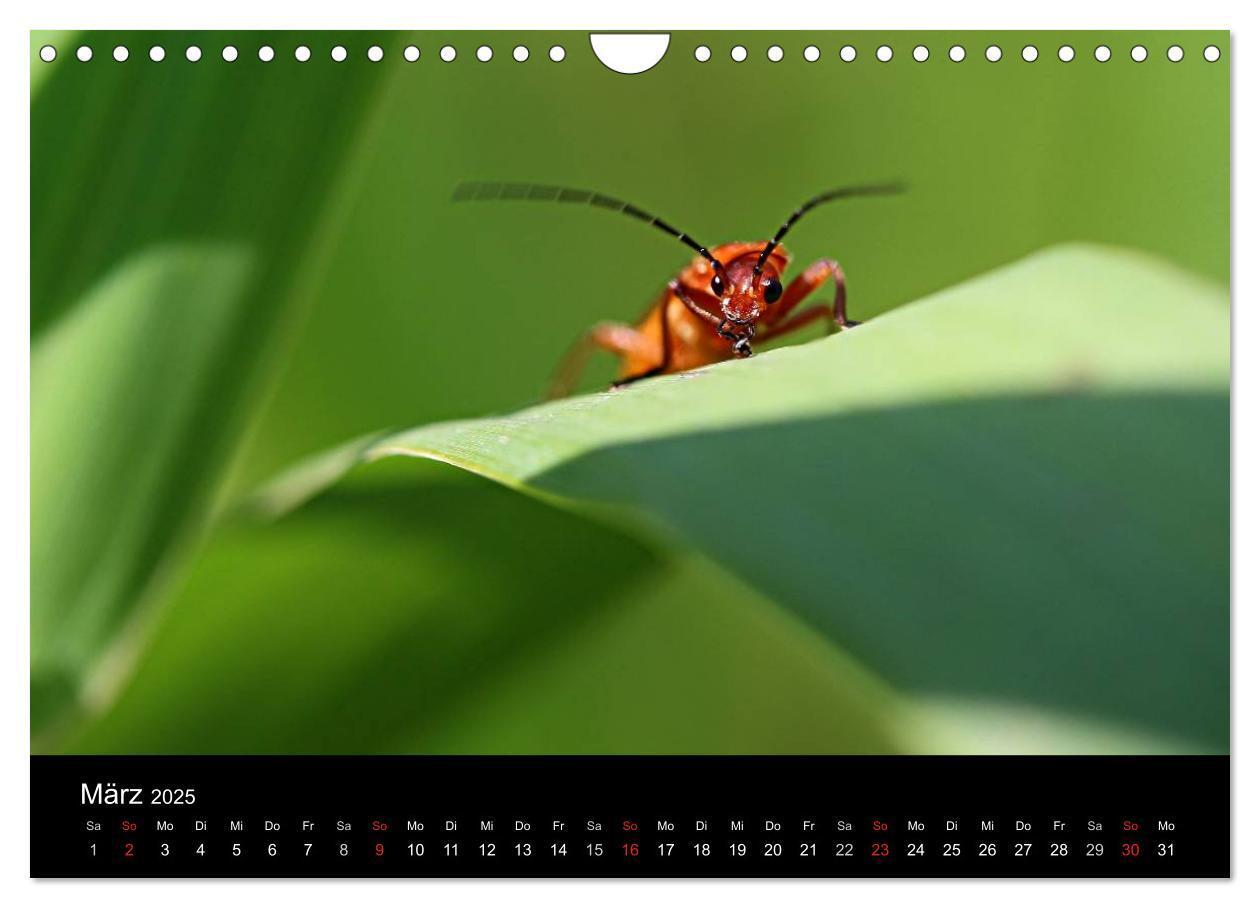 Bild: 9783435796298 | Makro-Kalender 2025 (Wandkalender 2025 DIN A4 quer), CALVENDO...