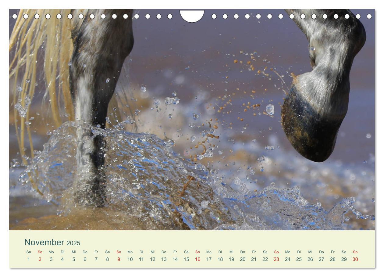 Bild: 9783435216062 | PFERDE &amp; MEER (Wandkalender 2025 DIN A4 quer), CALVENDO Monatskalender