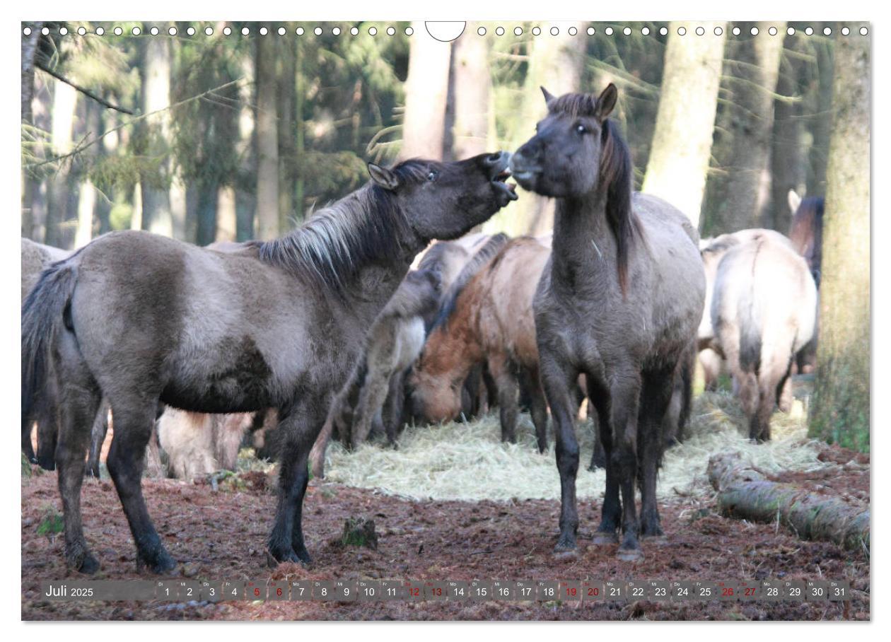 Bild: 9783435411573 | Dülmener Wildpferde - Wildpferde im Meerfelder Bruch (Wandkalender...