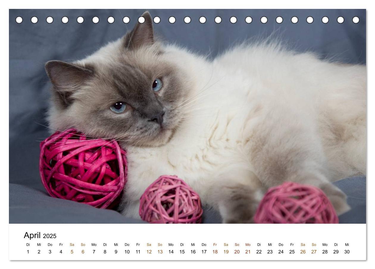 Bild: 9783435752904 | Ragdolls (Tischkalender 2025 DIN A5 quer), CALVENDO Monatskalender