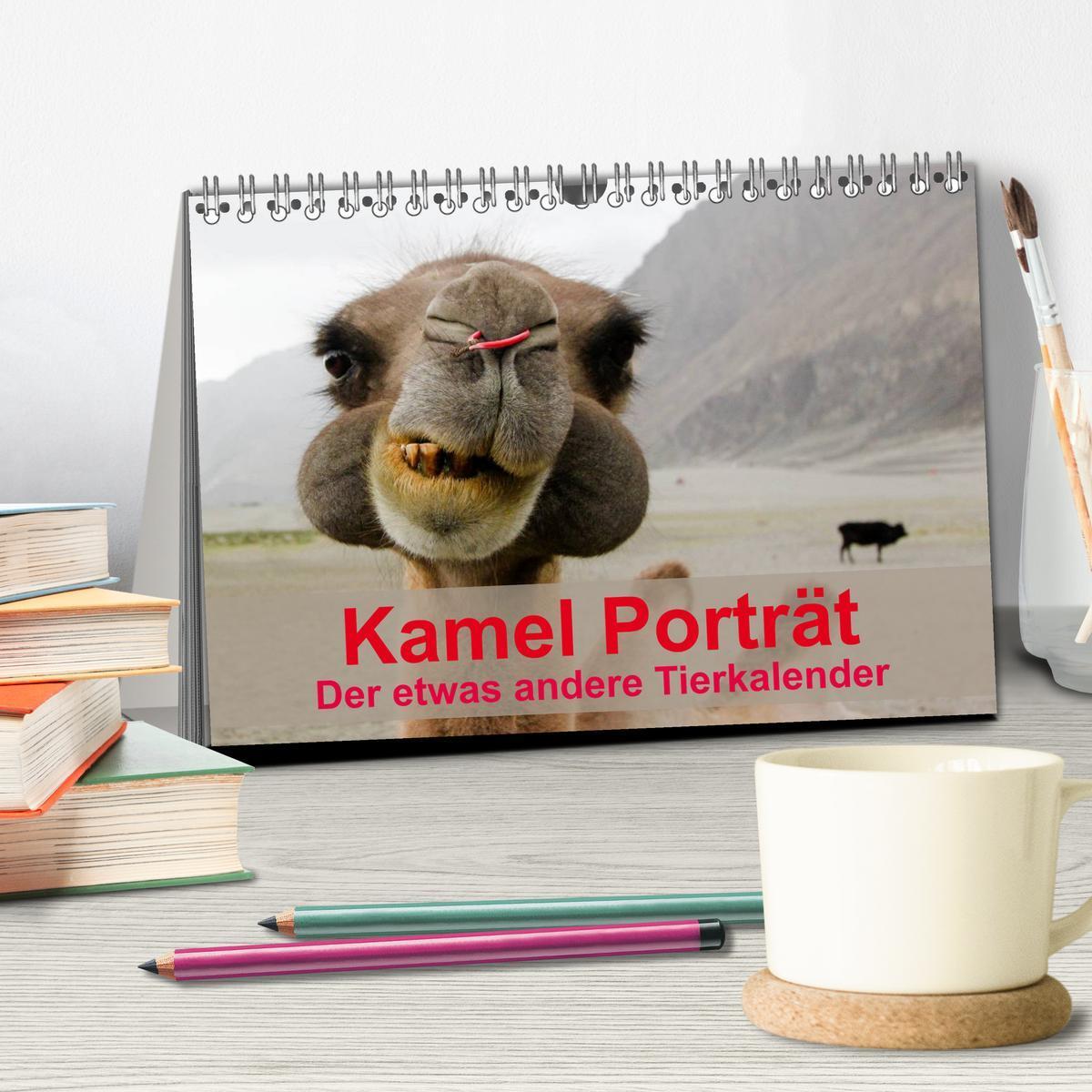 Bild: 9783435586639 | Kamel Porträt (Tischkalender 2025 DIN A5 quer), CALVENDO...