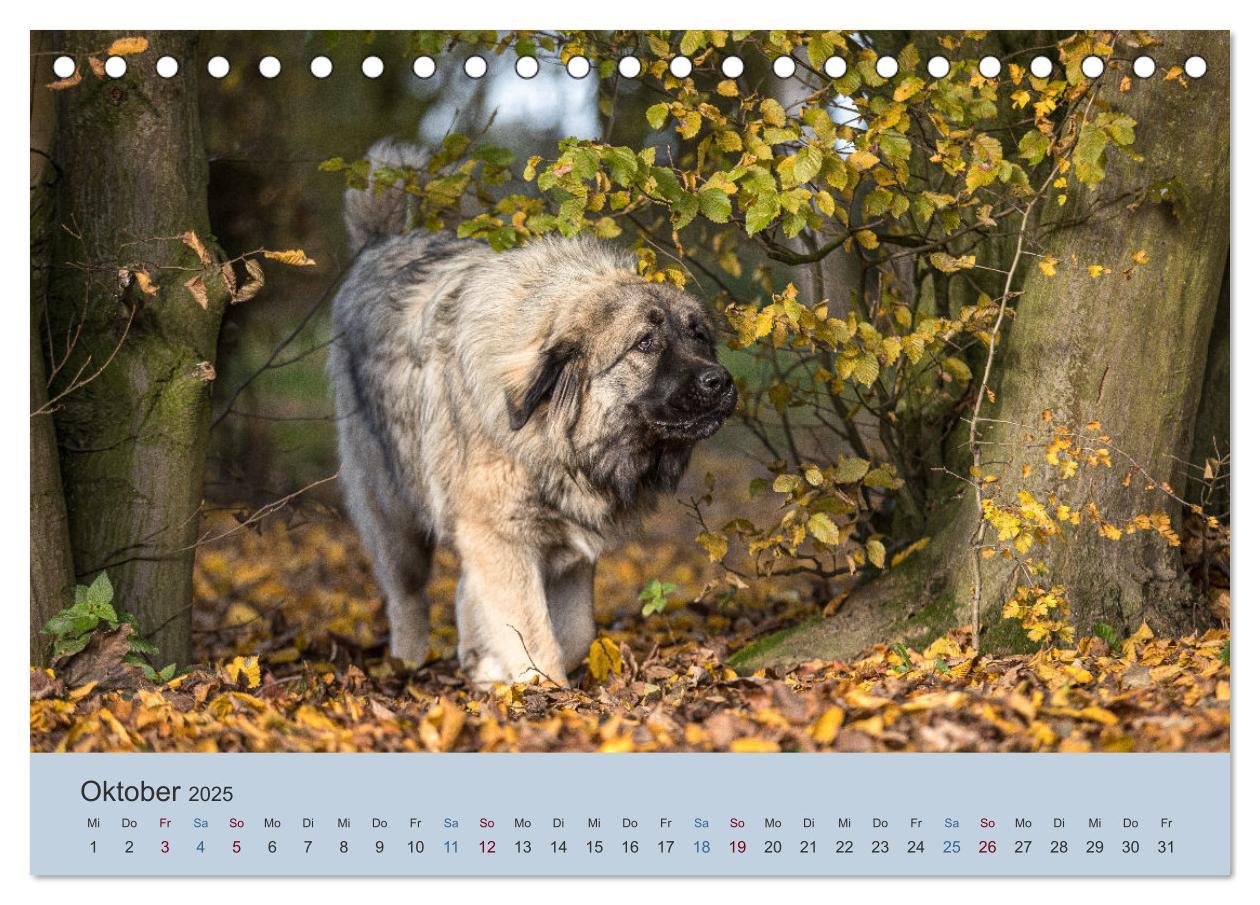 Bild: 9783435045419 | Kaukasischer Owtscharka (Tischkalender 2025 DIN A5 quer), CALVENDO...