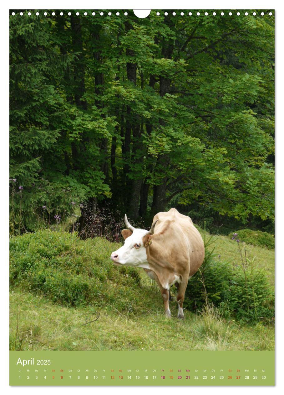 Bild: 9783457027424 | Schwarzwald und Kühe im Hochformat (Wandkalender 2025 DIN A3 hoch),...