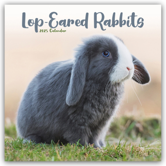 Cover: 9781804604496 | Lop-eared Rabbits - Widderkaninchen 2025 - 16-Monatskalender | Ltd