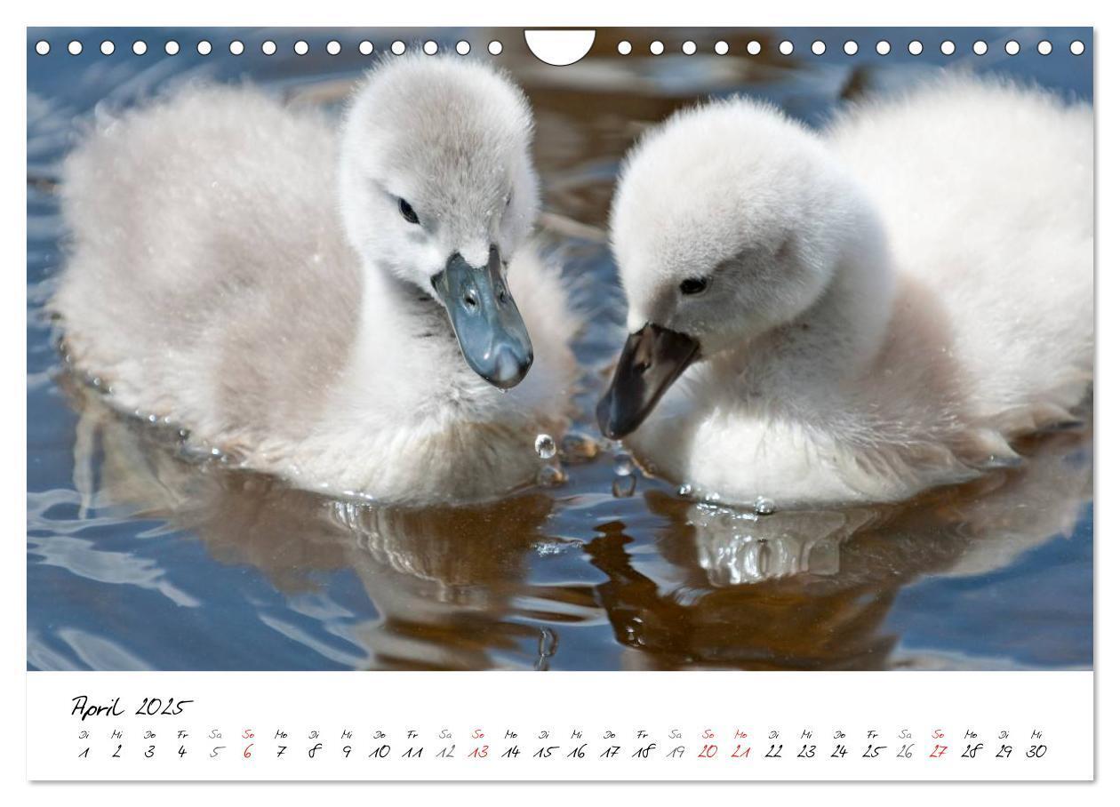 Bild: 9783435651313 | Vom Küken zum Schwan (Wandkalender 2025 DIN A4 quer), CALVENDO...