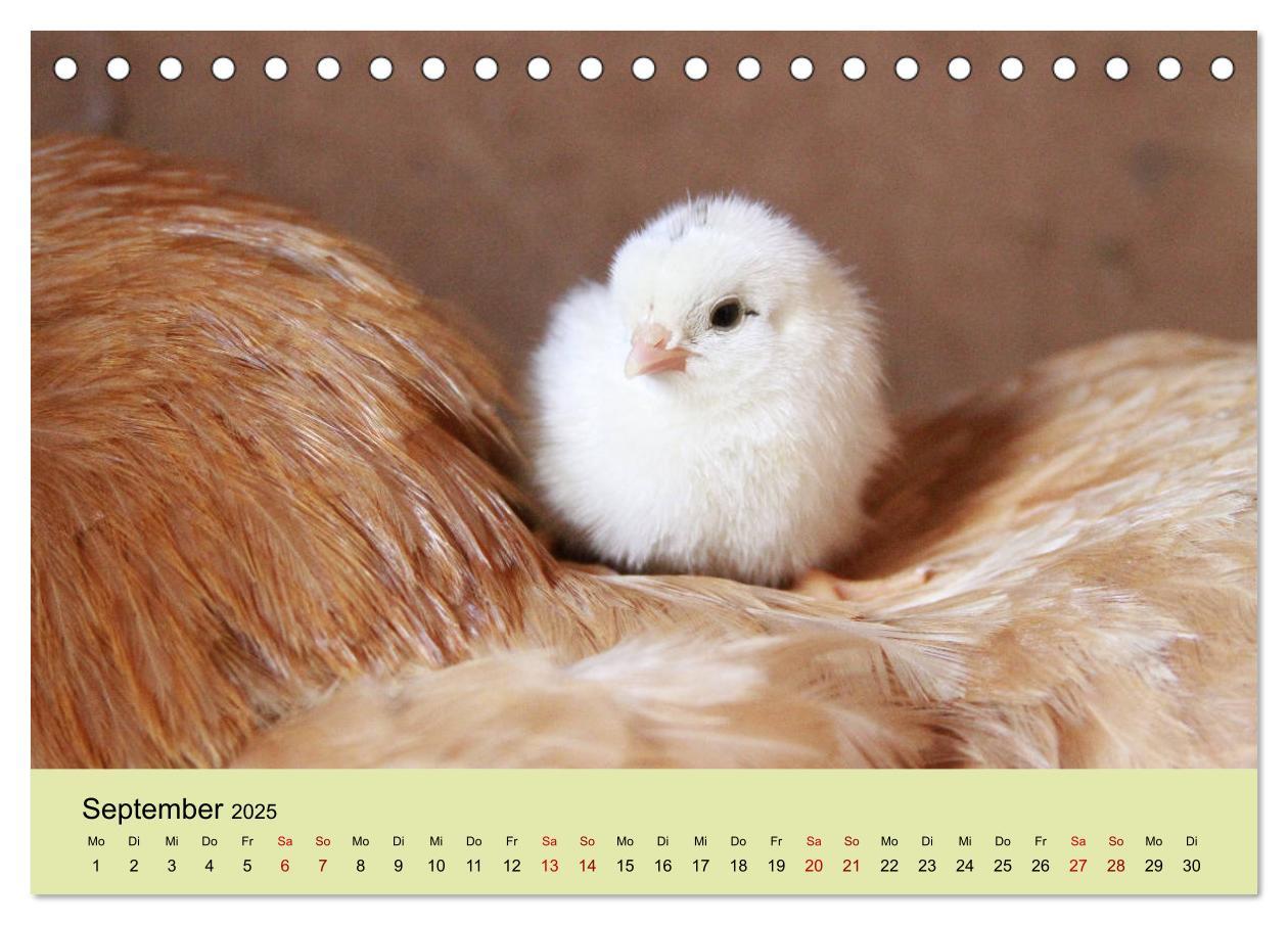 Bild: 9783435335893 | Vom Ei zum Huhn. Die Entwicklung von Küken (Tischkalender 2025 DIN...