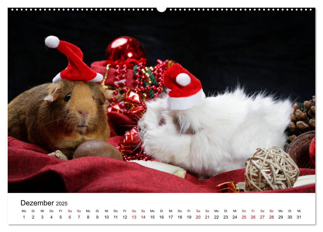 Bild: 9783435447978 | Unsere Meerschweinchen (Wandkalender 2025 DIN A2 quer), CALVENDO...