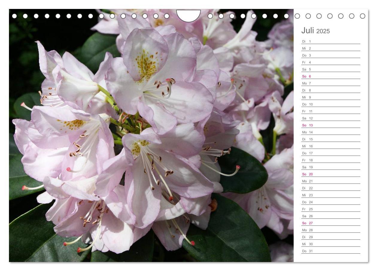 Bild: 9783435492091 | Rhododendron Schönheiten im Garten (Wandkalender 2025 DIN A4 quer),...