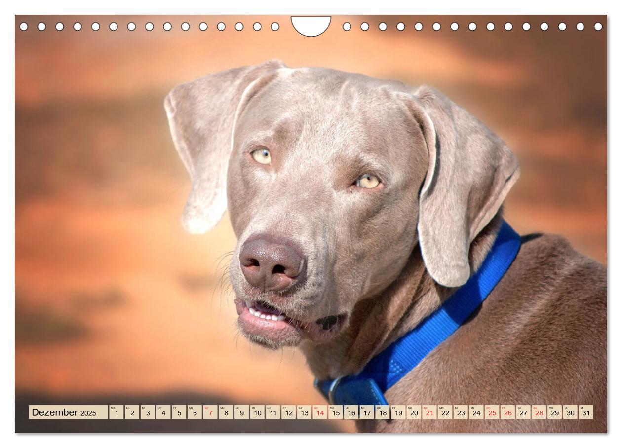 Bild: 9783435050611 | Weimaraner. Edel, elegant und klug (Wandkalender 2025 DIN A4 quer),...