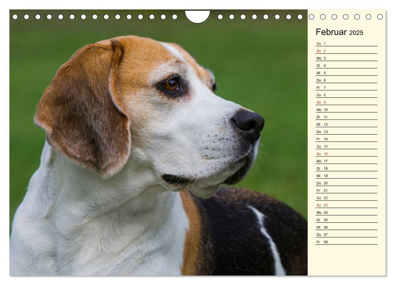 Bild: 9783435541683 | Beagle - Herz auf 4 Pfoten (Wandkalender 2025 DIN A4 quer),...