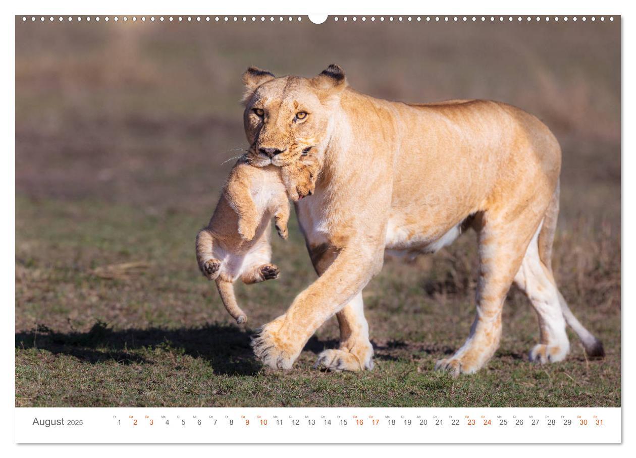 Bild: 9783435291458 | Safari Kenia (Wandkalender 2025 DIN A2 quer), CALVENDO Monatskalender