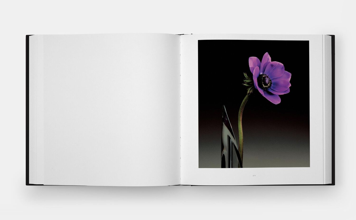 Bild: 9781838668211 | Mapplethorpe Flora | The Complete Flowers | Mapplethorpe (u. a.)