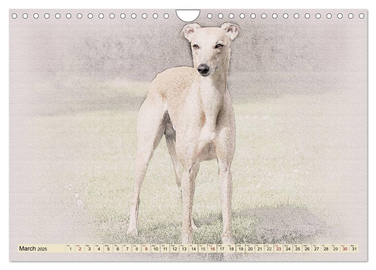 Bild: 9781325992690 | Whippets 2025 (Wall Calendar 2025 DIN A4 landscape), CALVENDO 12...