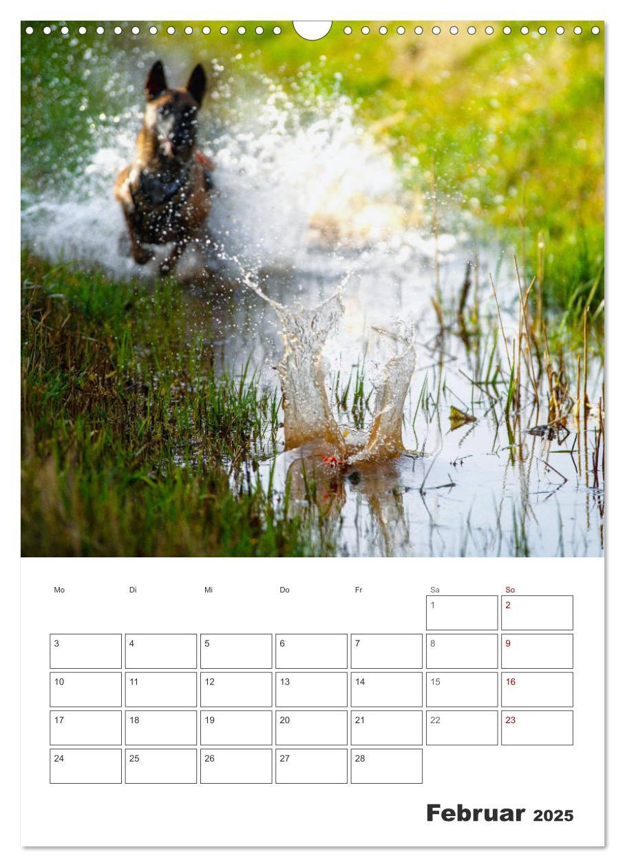 Bild: 9783435947850 | Malinois Power auf vier Pfoten (Wandkalender 2025 DIN A3 hoch),...