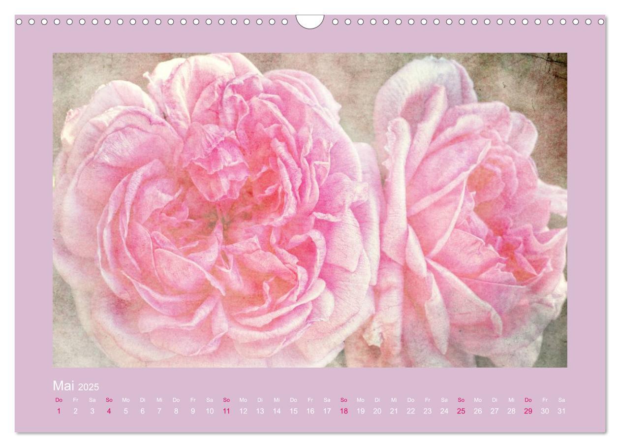 Bild: 9783435737130 | Romantische Rosen (Wandkalender 2025 DIN A3 quer), CALVENDO...