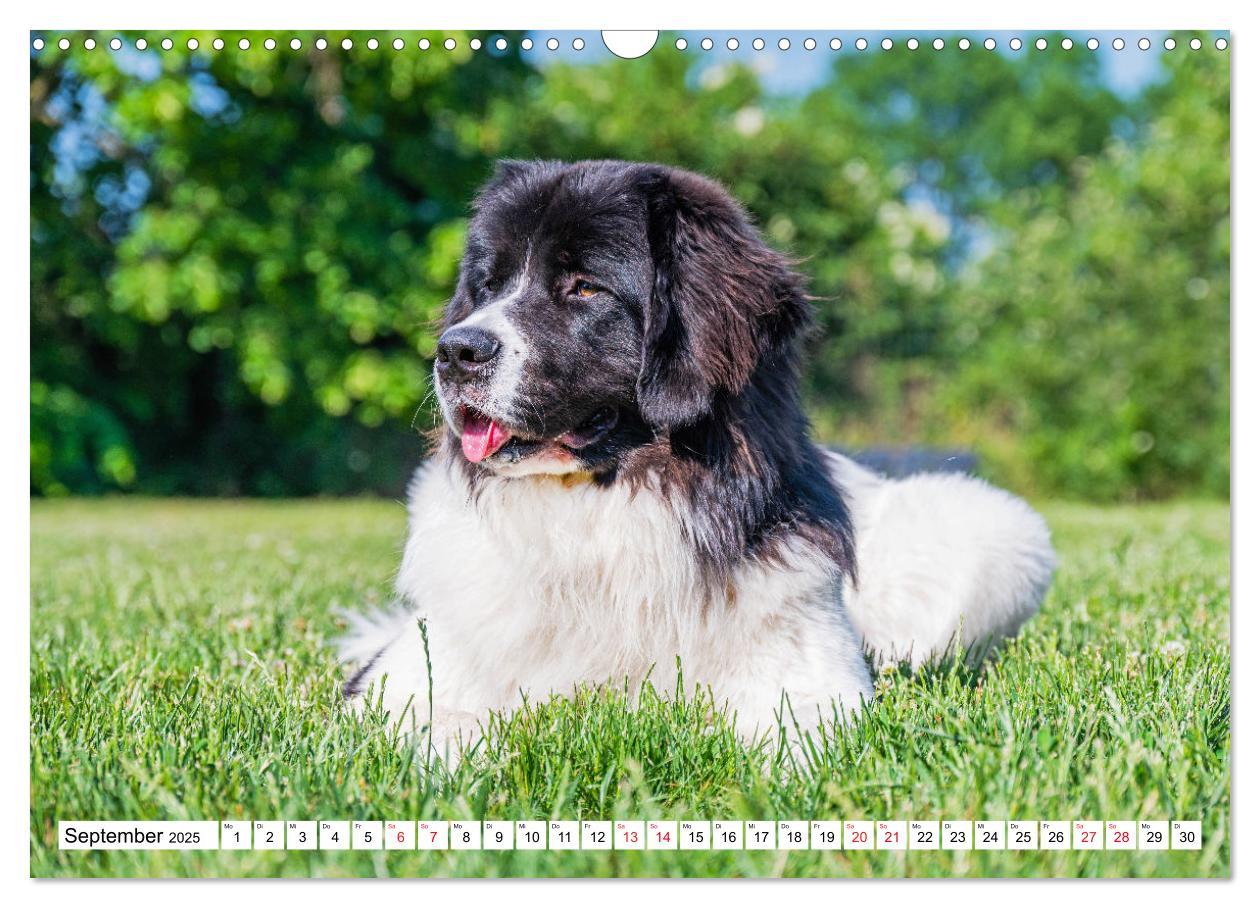 Bild: 9783383893865 | Traumhund Landseer (Wandkalender 2025 DIN A3 quer), CALVENDO...