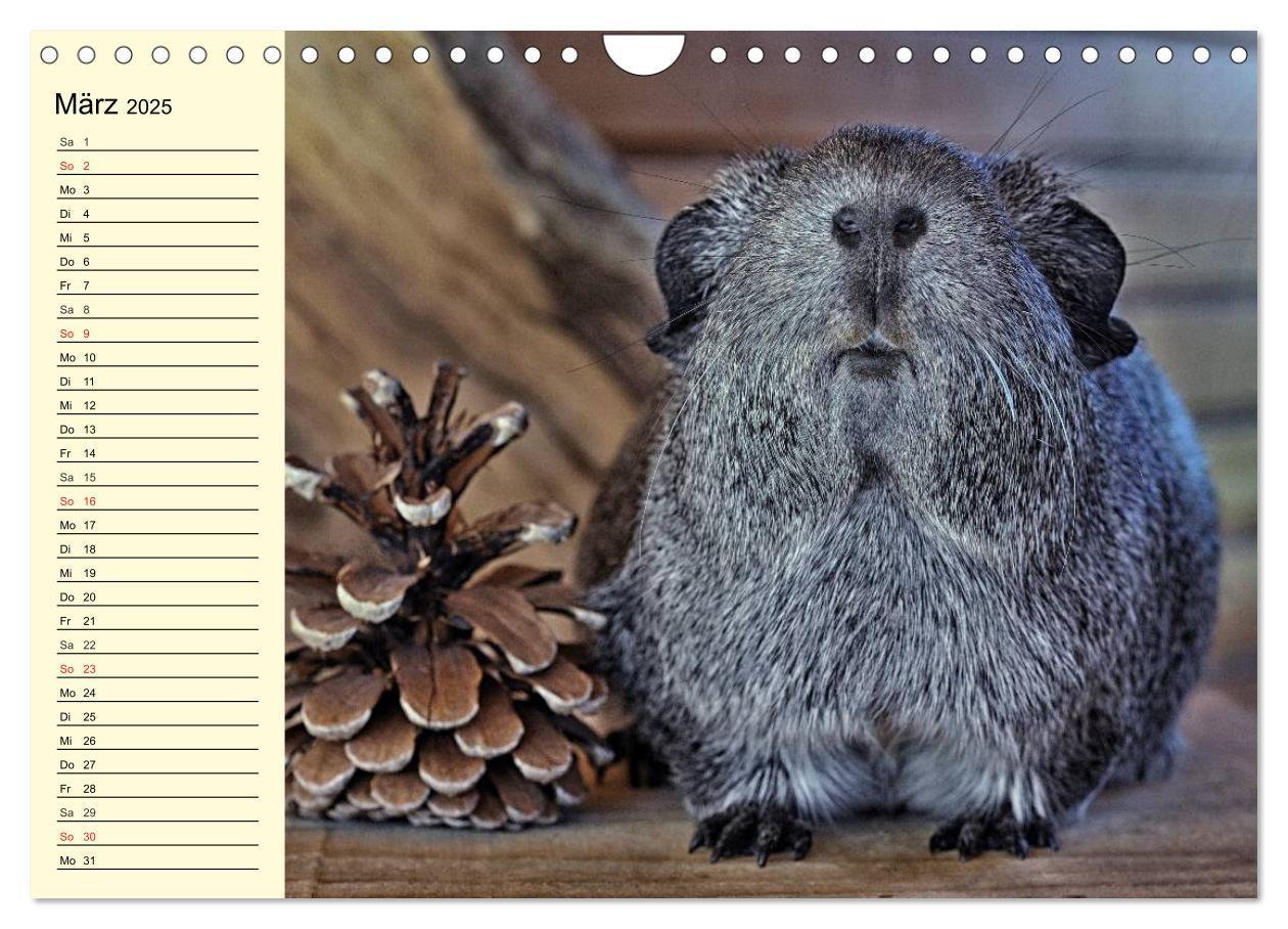 Bild: 9783435509621 | Meerschweinchen. Geliebte Nager (Wandkalender 2025 DIN A4 quer),...