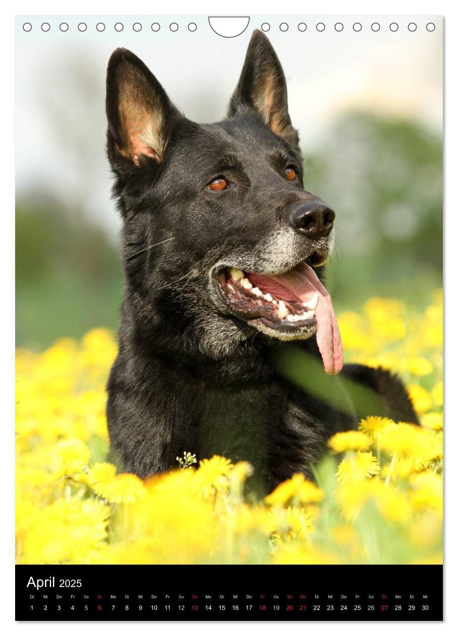 Bild: 9783457078181 | Deutscher Schäferhund (Wandkalender 2025 DIN A4 hoch), CALVENDO...