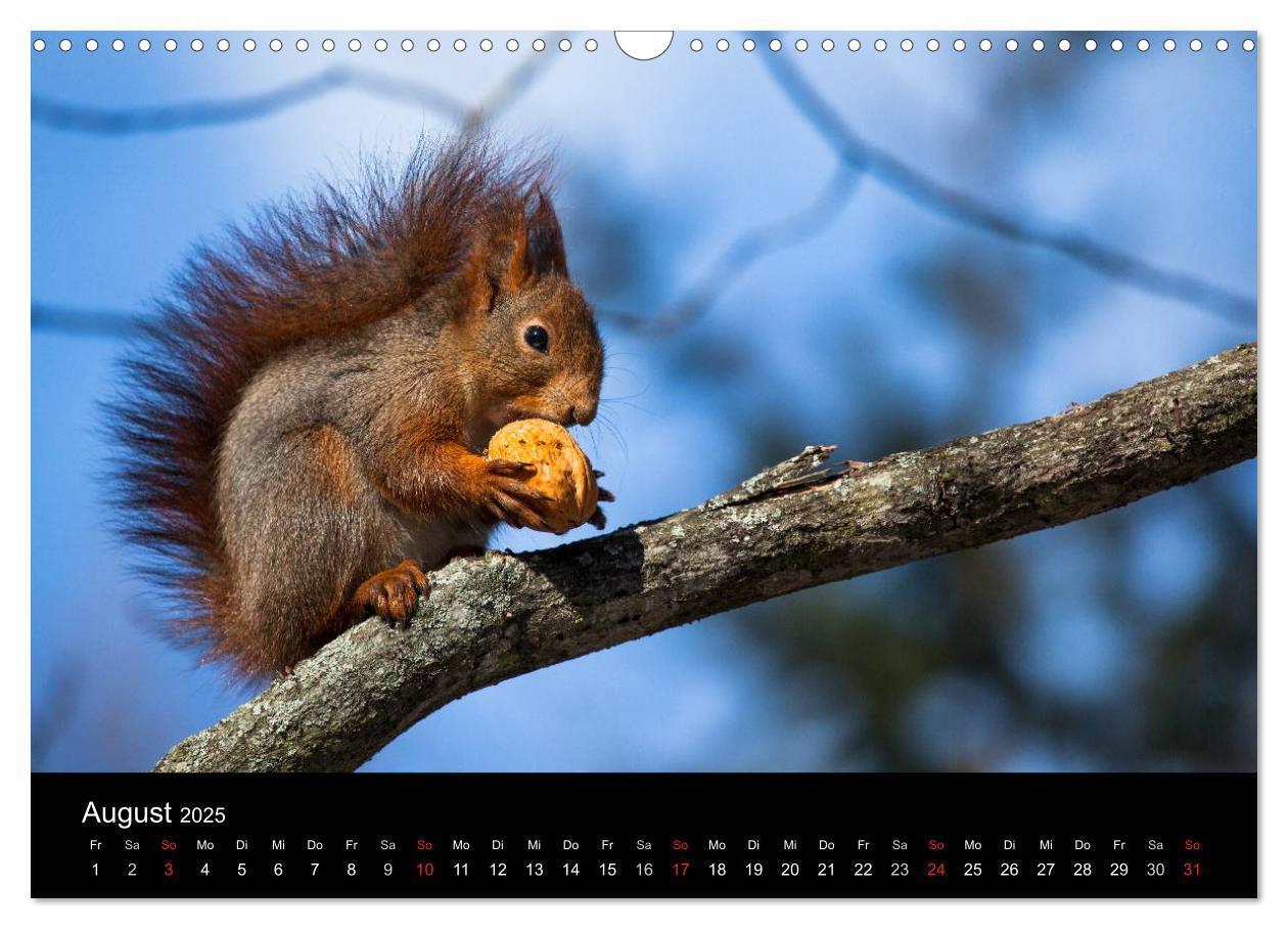 Bild: 9783435797493 | Tierkalender 2025 (Wandkalender 2025 DIN A3 quer), CALVENDO...