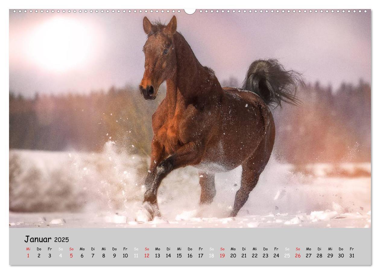 Bild: 9783435563074 | Pferde - Anmut und Stärke gepaart mit Magie (Wandkalender 2025 DIN...