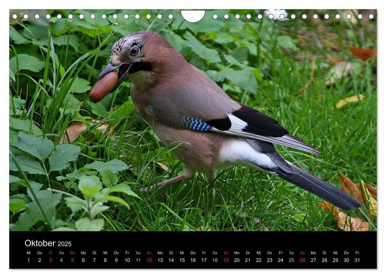 Bild: 9783435560264 | Eichelhäher der Waldpolizist (Wandkalender 2025 DIN A4 quer),...