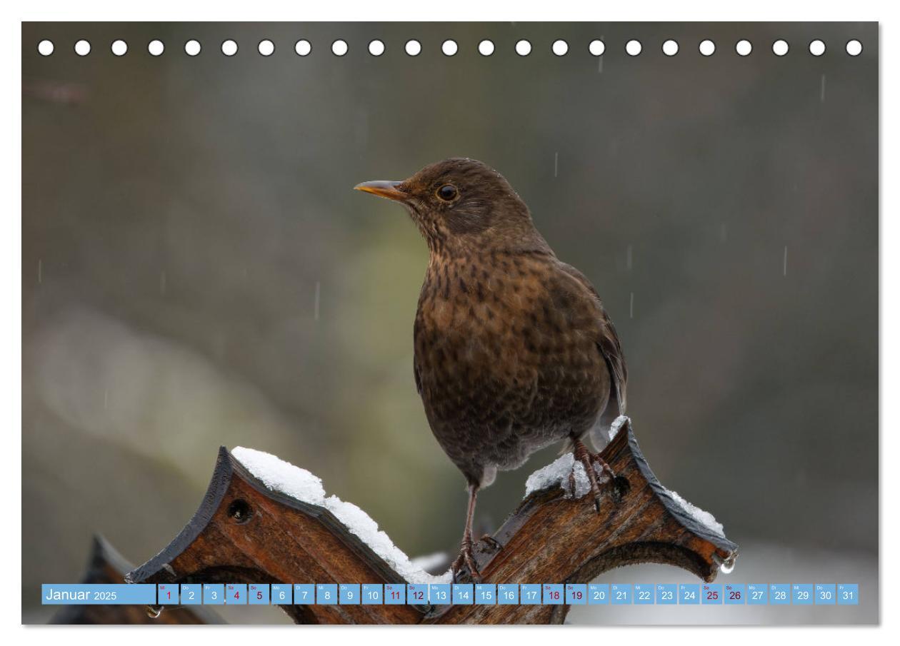 Bild: 9783435022748 | Amsel - Schwarzdrossel fotografiert von Ostfriesenfotografie...