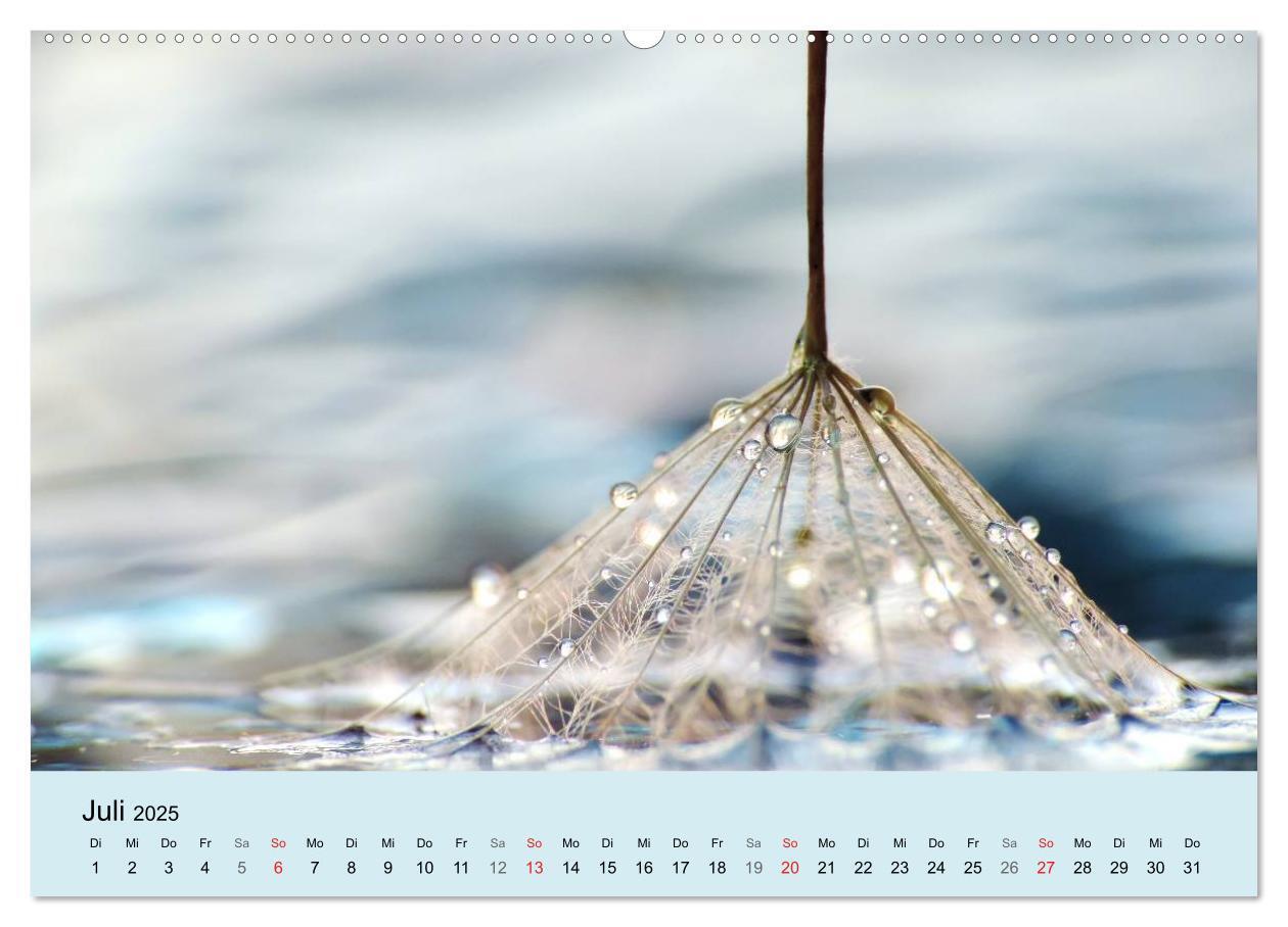 Bild: 9783435746316 | Naturjuwel Pusteblume (Wandkalender 2025 DIN A2 quer), CALVENDO...