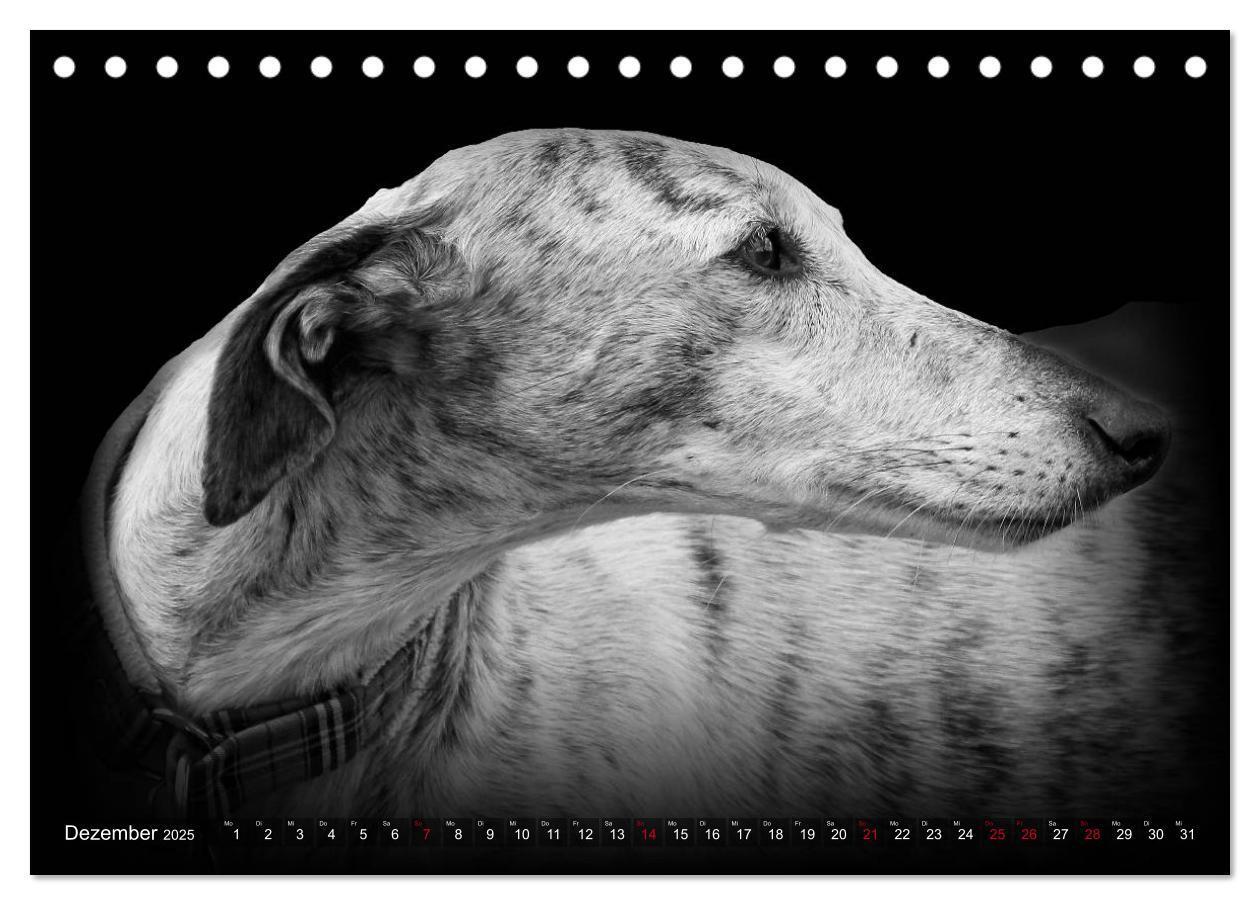 Bild: 9783383824036 | Galgo Español - der spanische Windhund 2025 (Tischkalender 2025 DIN...