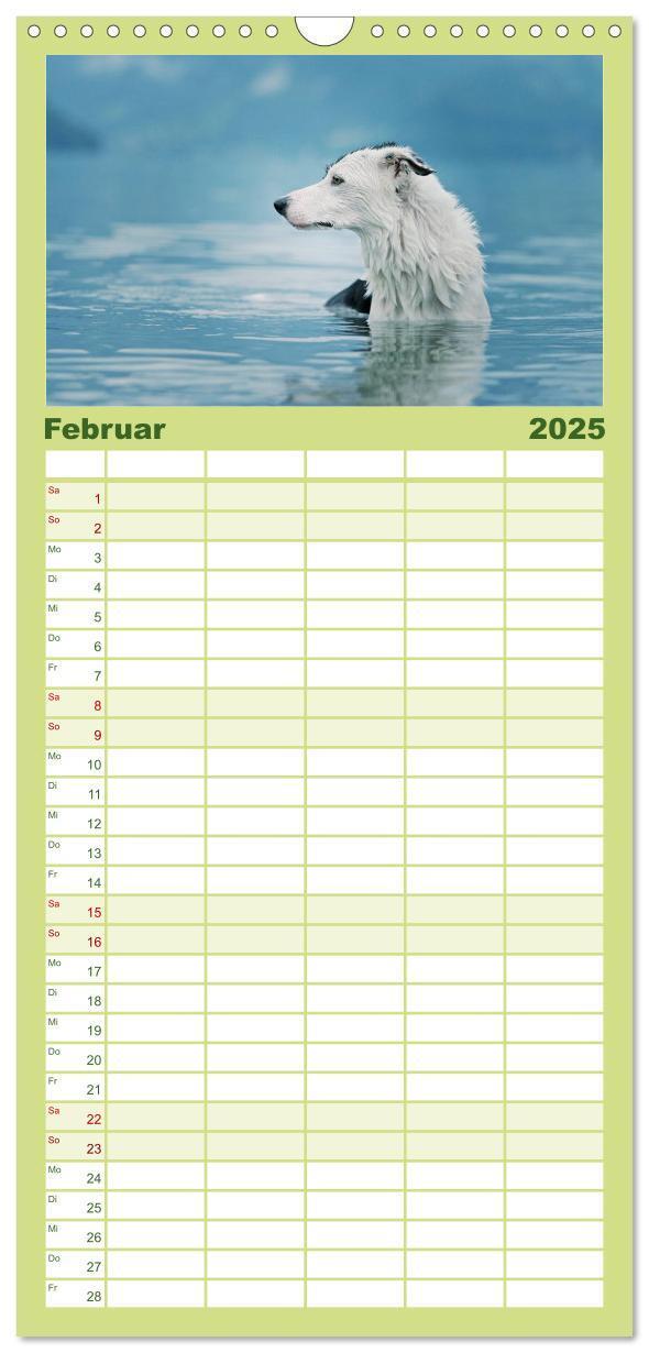 Bild: 9783457110522 | Familienplaner 2025 - Der Bordercollie-Kalender mit 5 Spalten...