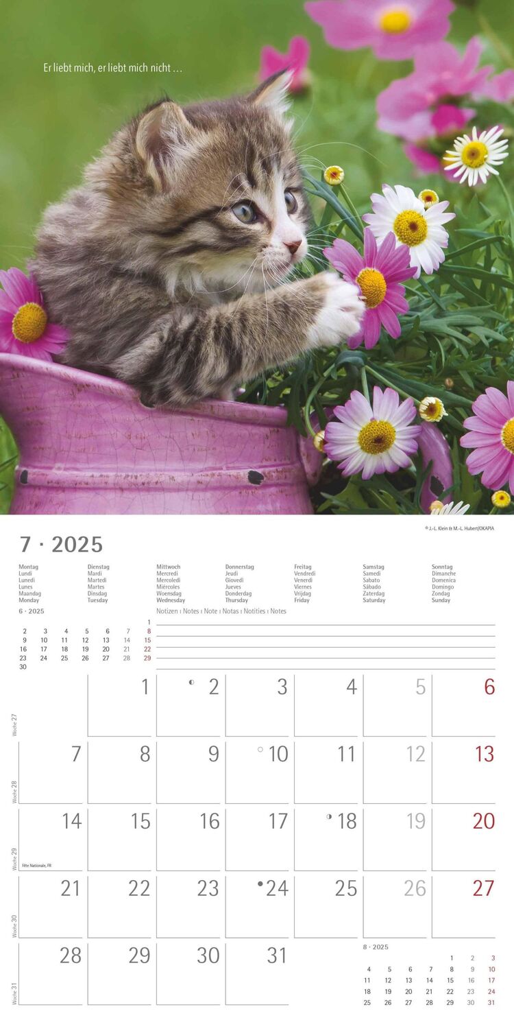 Bild: 4251732340698 | Samtpfötchen 2025 - Broschürenkalender 30x30 cm (30x60 geöffnet) -...