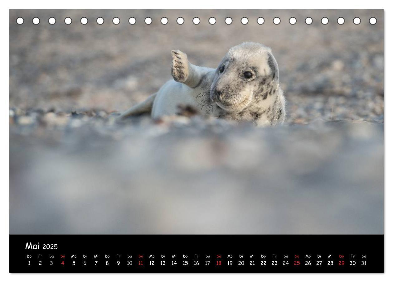 Bild: 9783435712014 | Robben auf Helgoland 2025 (Tischkalender 2025 DIN A5 quer),...