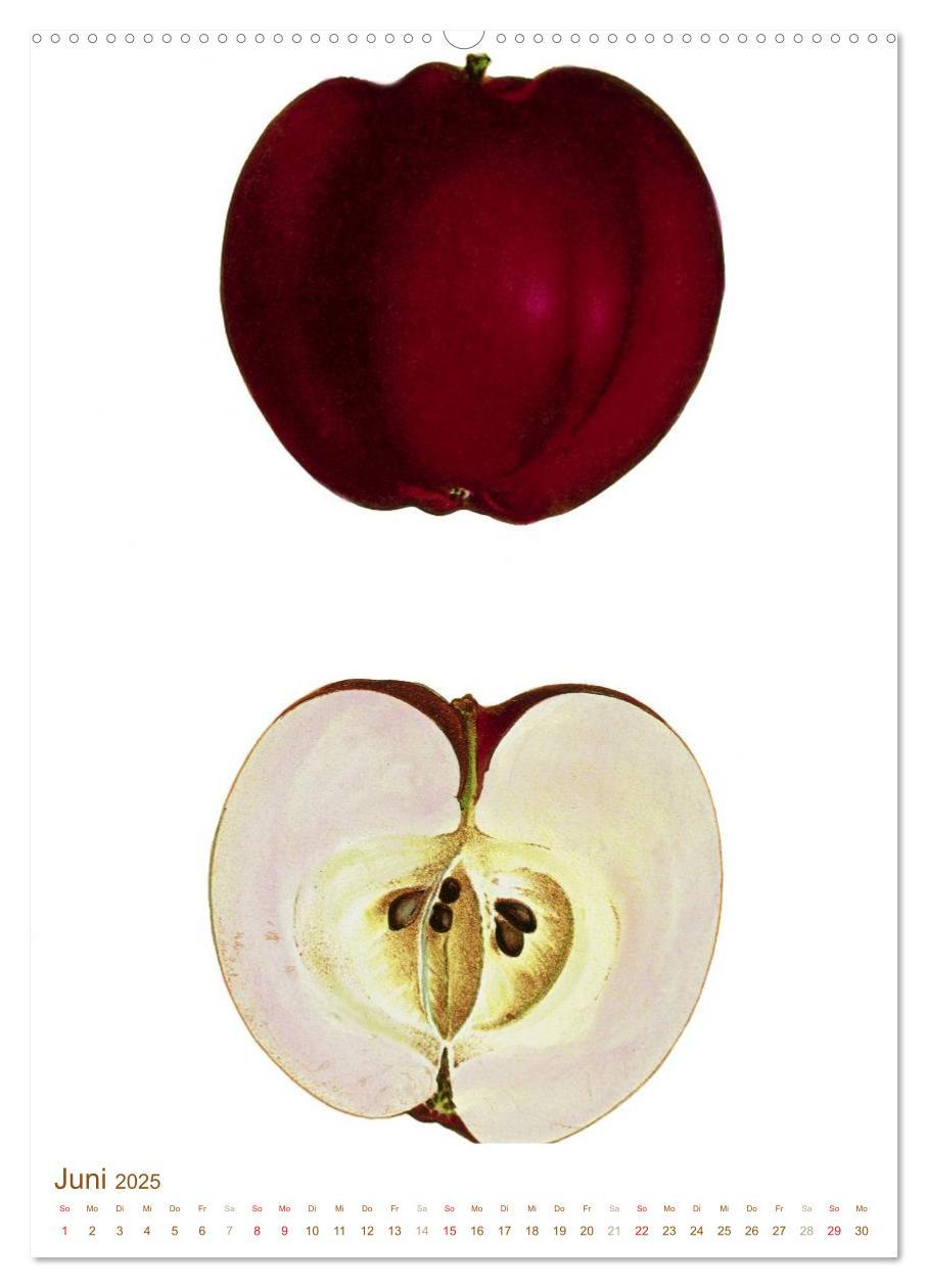 Bild: 9783457046029 | Obstbäume: Botanische Zeichnungen und historische Stiche...